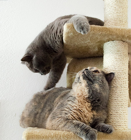 Cats Playing at Reno's Boneyard