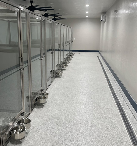 Cat Relaxing at Reno's Boneyard