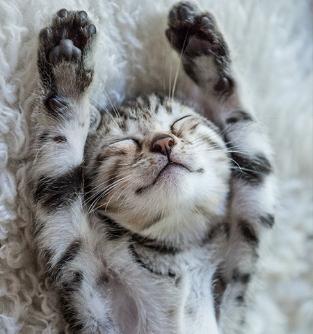 Cat Relaxing at Reno's Boneyard