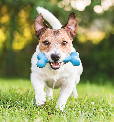 Dog Playing at Reno's Boneyard