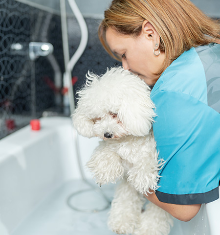 Cat Relaxing at Reno's Boneyard