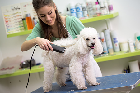 Pet Grooming Services in El Reno, Oklahoma