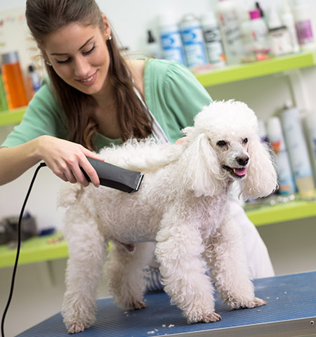Cat Relaxing at Reno's Boneyard